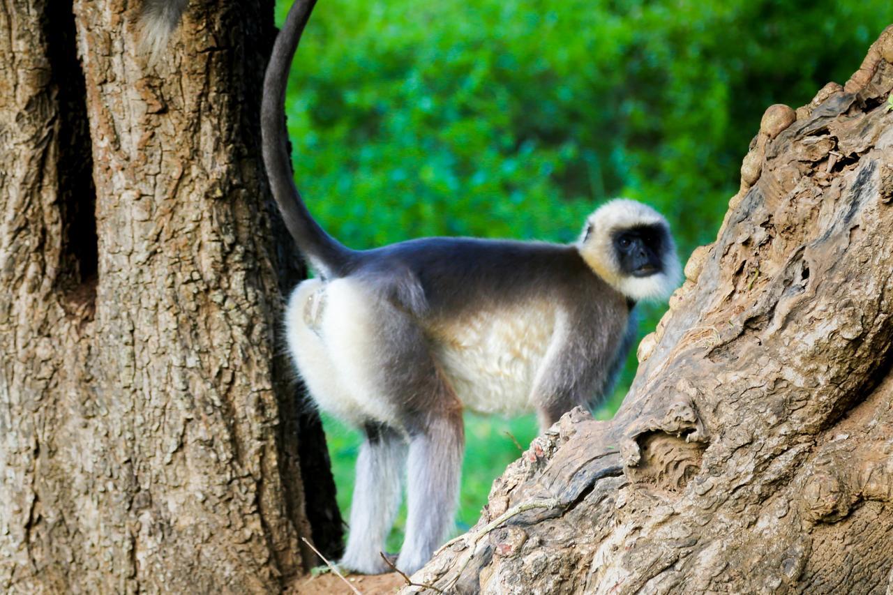 Kings Sanctuary Nagarhole & Kabini Hunsūr エクステリア 写真